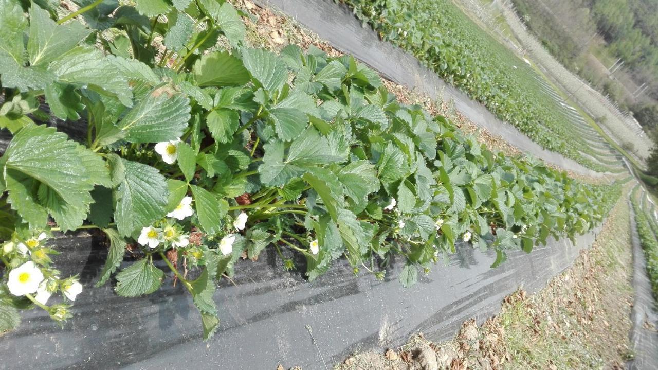 Zum Lindenwirt - Al Tiglio Natz-Schabs Exterior foto